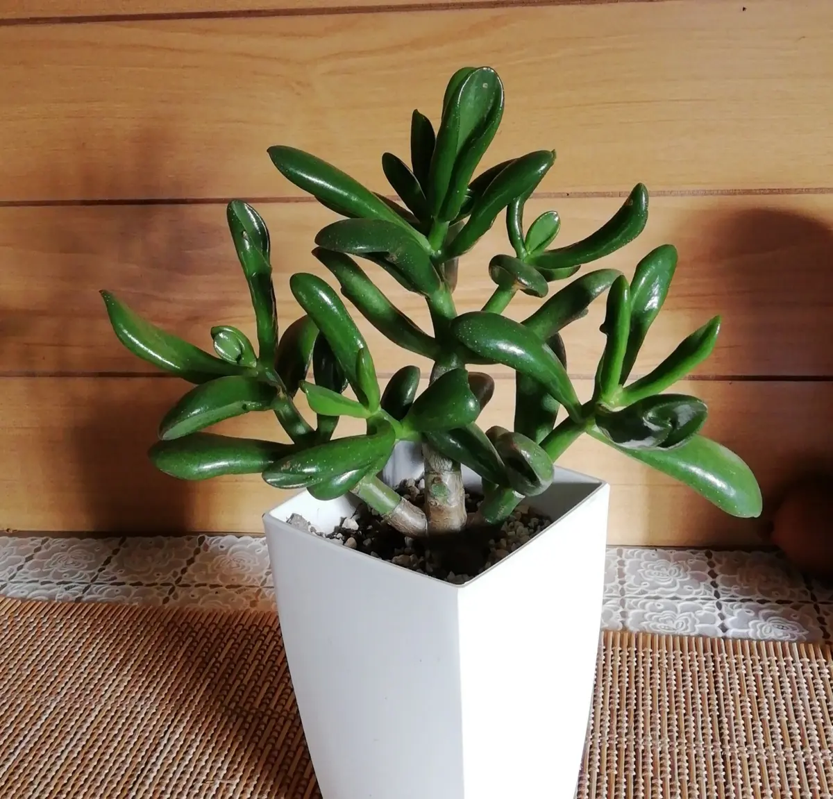 金のなる木　ゴーラム　抜き苗 金のなる木 ゴーラム 抜き苗 金のなる木 ゴーラム 抜き苗 多肉植物 金