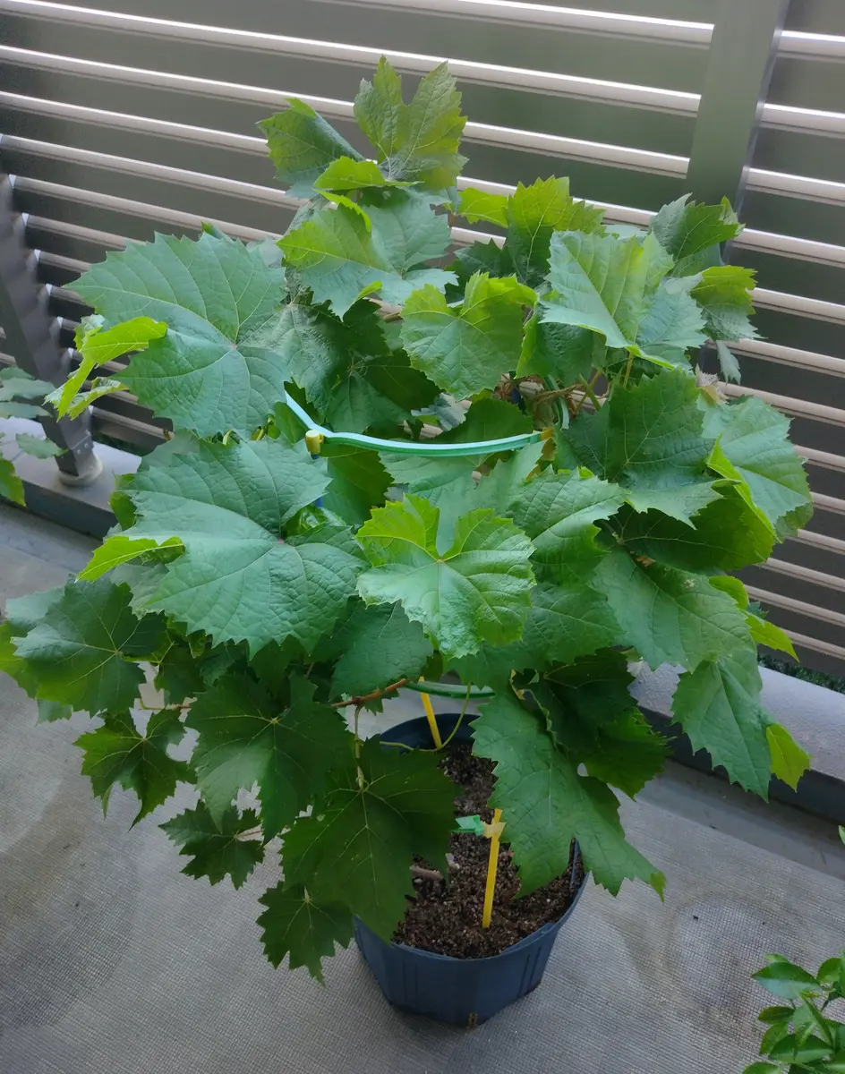 3.マンションでシャインマスカット｜そだレポ（栽培レポート）by