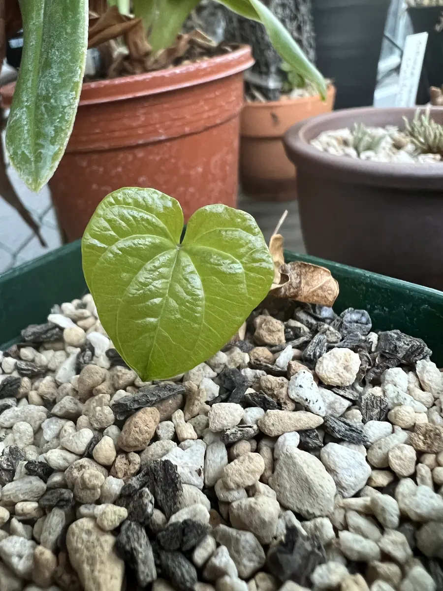 亀甲竜 ④ ⑨ 2株 アフリカ亀甲竜 8寸 | STELLA.PLANTS