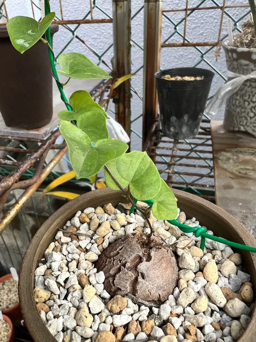 ⑩アフリカ亀甲竜　（ディオスコレア　エレファンティペス）　実生 亀甲竜 学名「Dioscorea elephantipes ディオスコレア