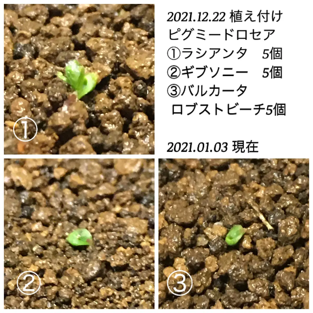 ピグミードロセア 初のムカゴから育てる｜そだレポ（栽培レポート