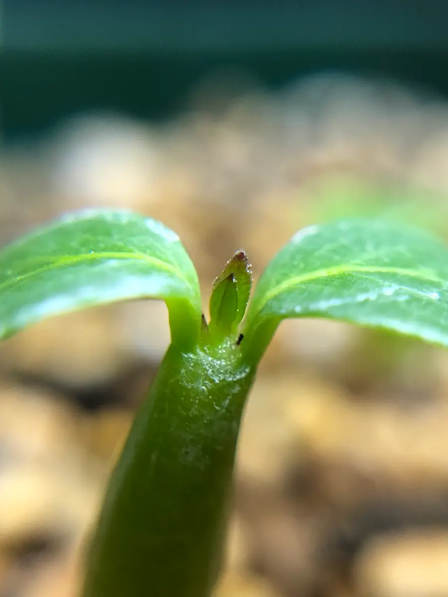 鮮度抜群 ウィンゾリー種子 17粒 2025.6.30採取 自家採取】ウィンゾリーの種の自家採取に成功しました【実生