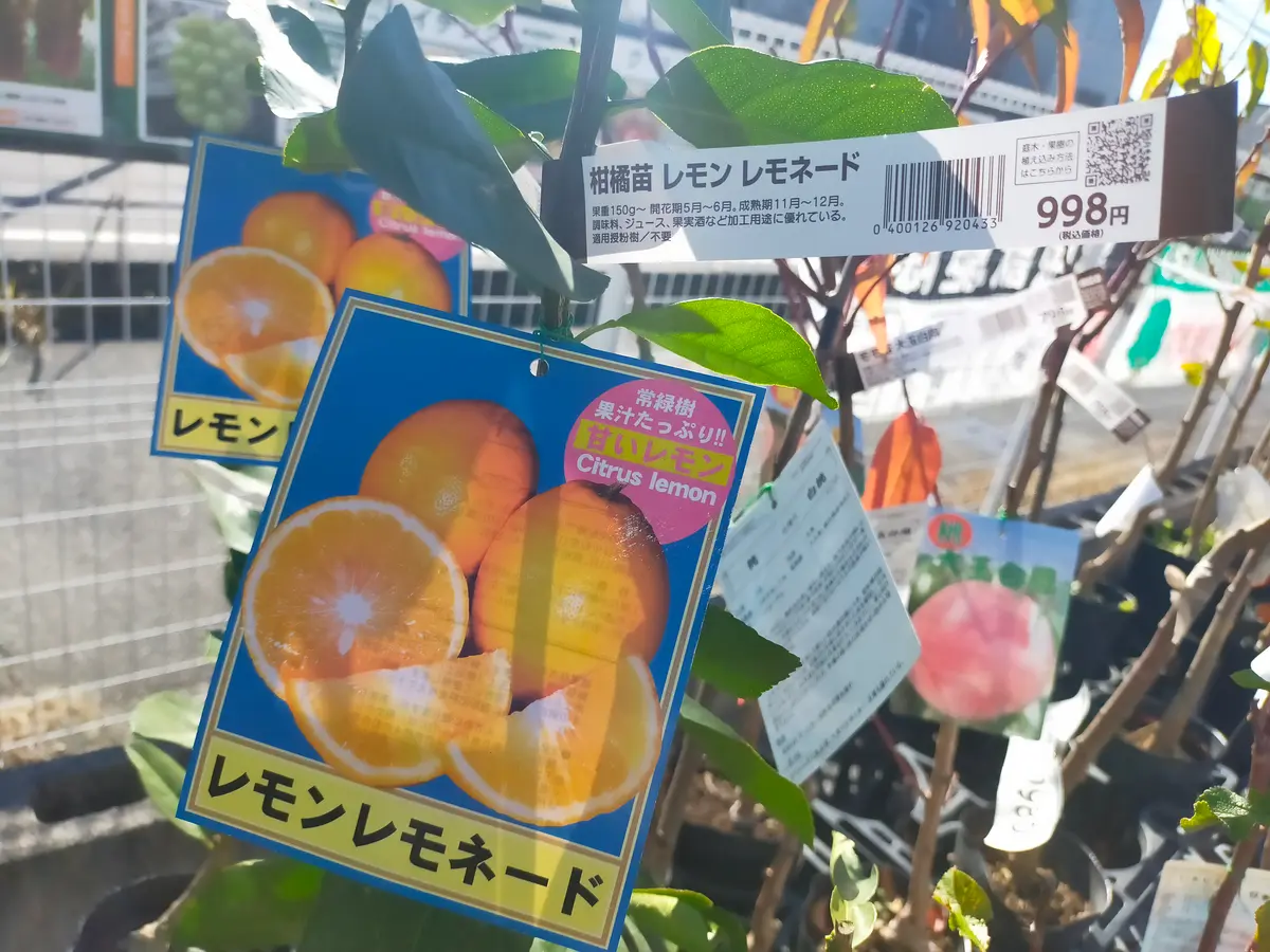 ピンクレモネード レモン 新5年生 苗木 ポリポット入り ピンク