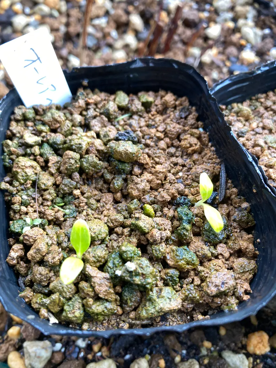 丸々一年かかった発芽｜そだレポ（栽培レポート）by植花夢