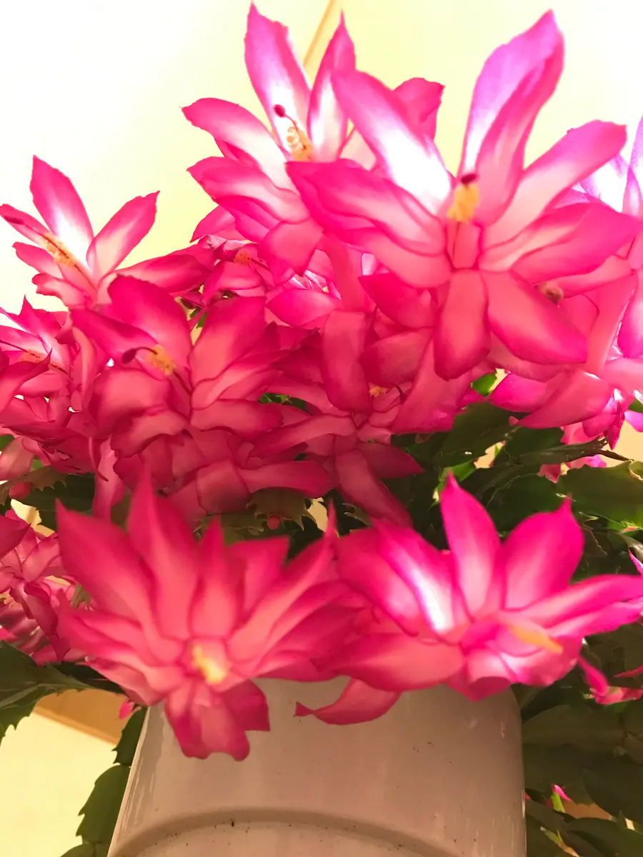 滝のように咲くデンマークカクタスを育てたい｜そだレポ（栽培レポート