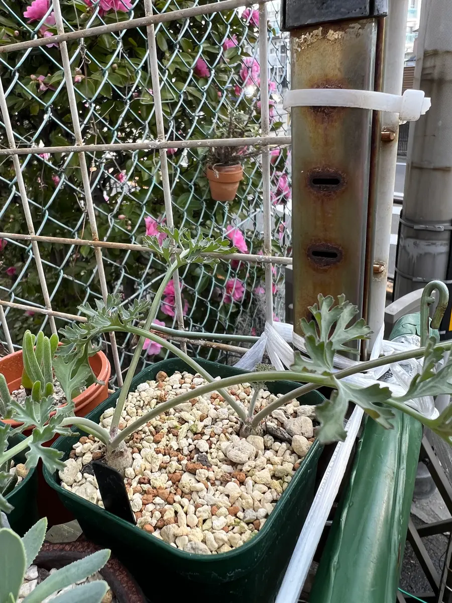 ペラルゴニウム・クリスミフォリウムを種子から育てる❗️に挑戦