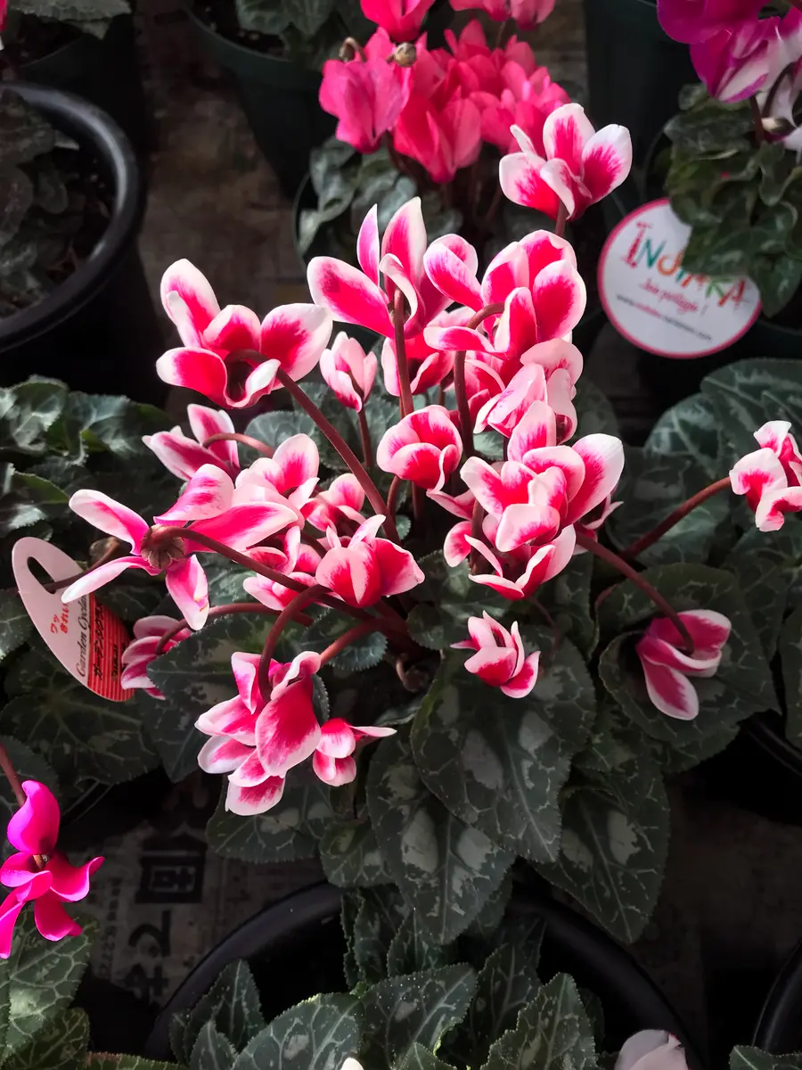 2022ガーデンシクラメン｜そだレポ（栽培レポート）byKinako-shiba