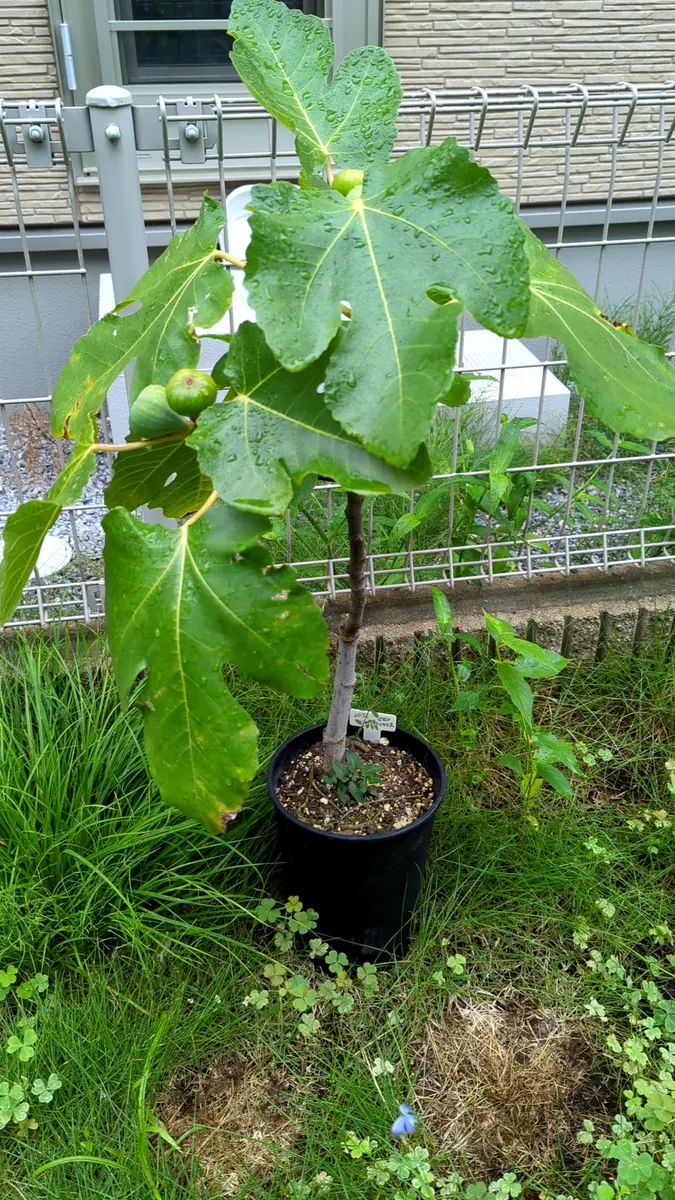 初めての挿し木イチジク｜そだレポ（栽培レポート）byジェロニもん