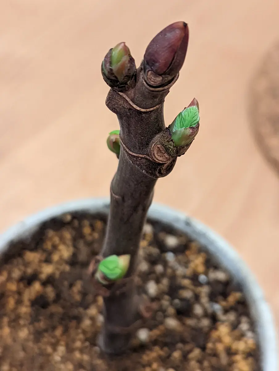 初めての挿し木イチジク｜そだレポ（栽培レポート）byジェロニもん