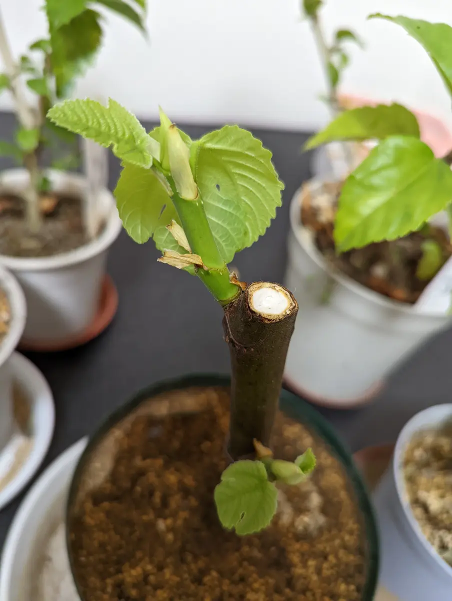 gin Zu イチジク挿し木 gin Zu様専用 イチジク挿し木