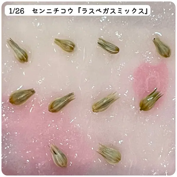 2022年超早蒔きで種からセンニチコウを育ててみる🎵|そだレポ 2022年超早蒔きで種からセンニチコウを育ててみる🎵|そだレポ