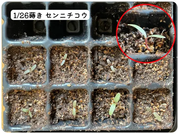 2022年超早蒔きで種からセンニチコウを育ててみる🎵|そだレポ 2022年超早蒔きで種からセンニチコウを育ててみる🎵|そだレポ