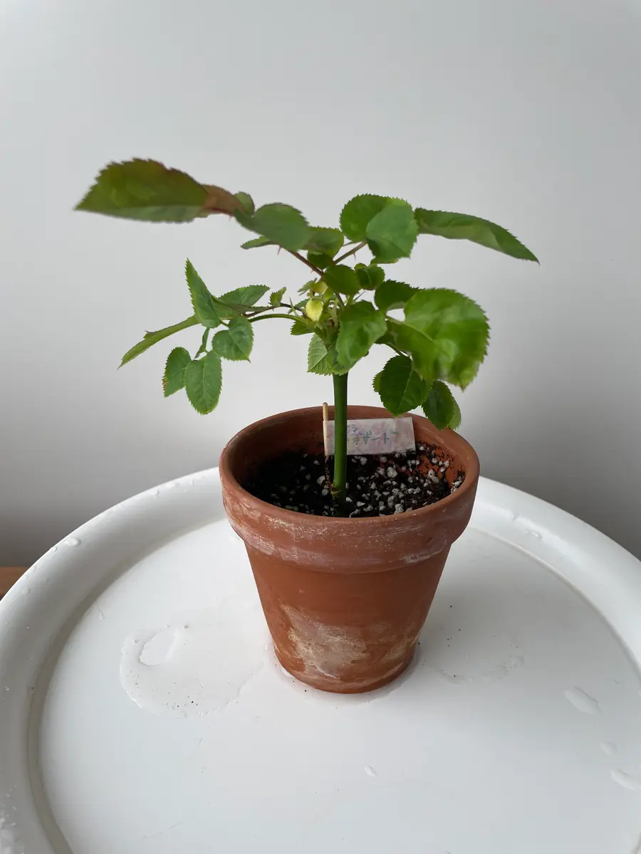 切り花の薔薇を枯れる前に挿し木にします①デザート編(2022年1月