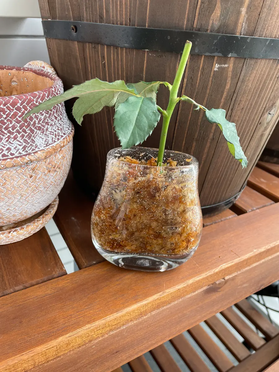 切り花の薔薇を枯れる前に挿し木にします①デザート編(2022年1月