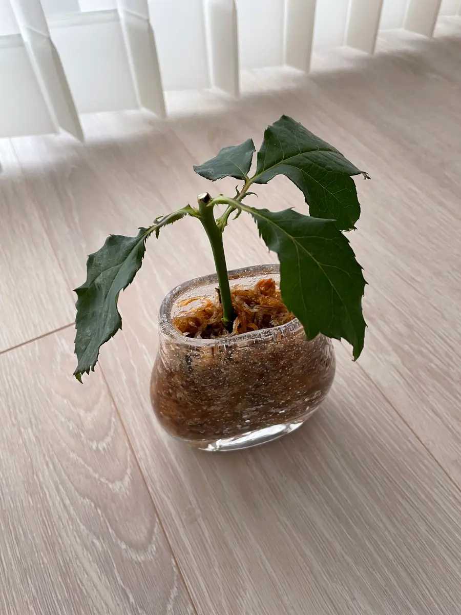 切り花の薔薇を枯れる前に挿し木にします①デザート編(2022年1月