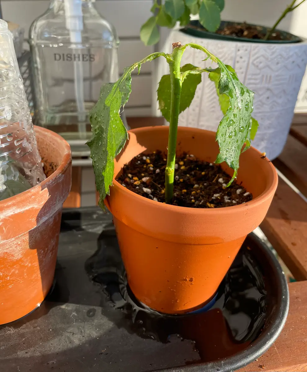 切り花の薔薇を枯れる前に挿し木にします①デザート編(2022年1月