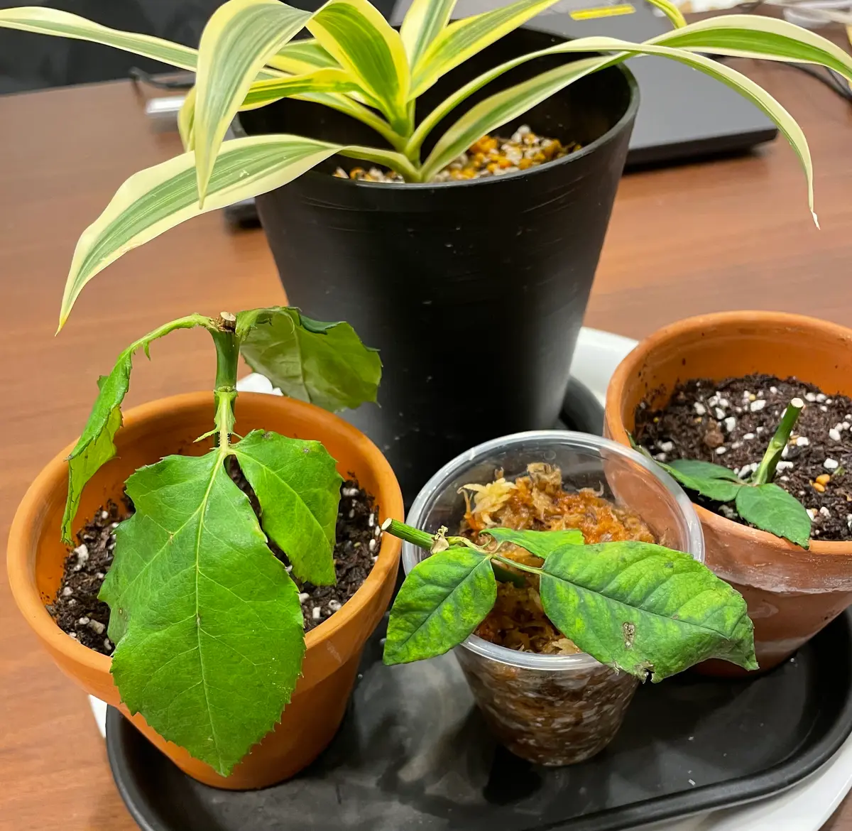 切り花の薔薇を枯れる前に挿し木にします①デザート編(2022年1月