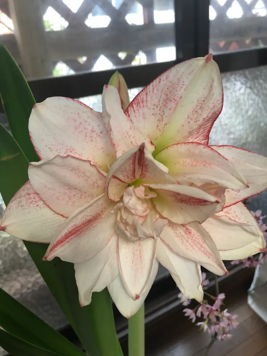 春に咲くアマリリス｜そだレポ（栽培レポート）byrumikoh｜みんなの趣味の園芸