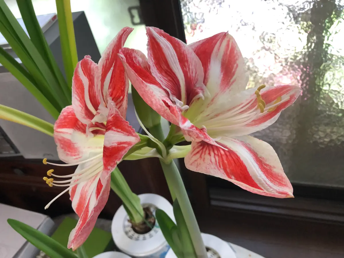 春に咲くアマリリス｜そだレポ（栽培レポート）byrumikoh｜みんなの趣味の園芸