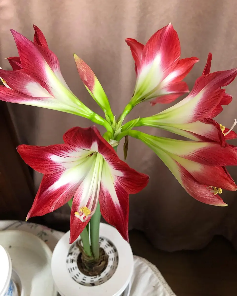 春に咲くアマリリス｜そだレポ（栽培レポート）byrumikoh｜みんなの趣味の園芸