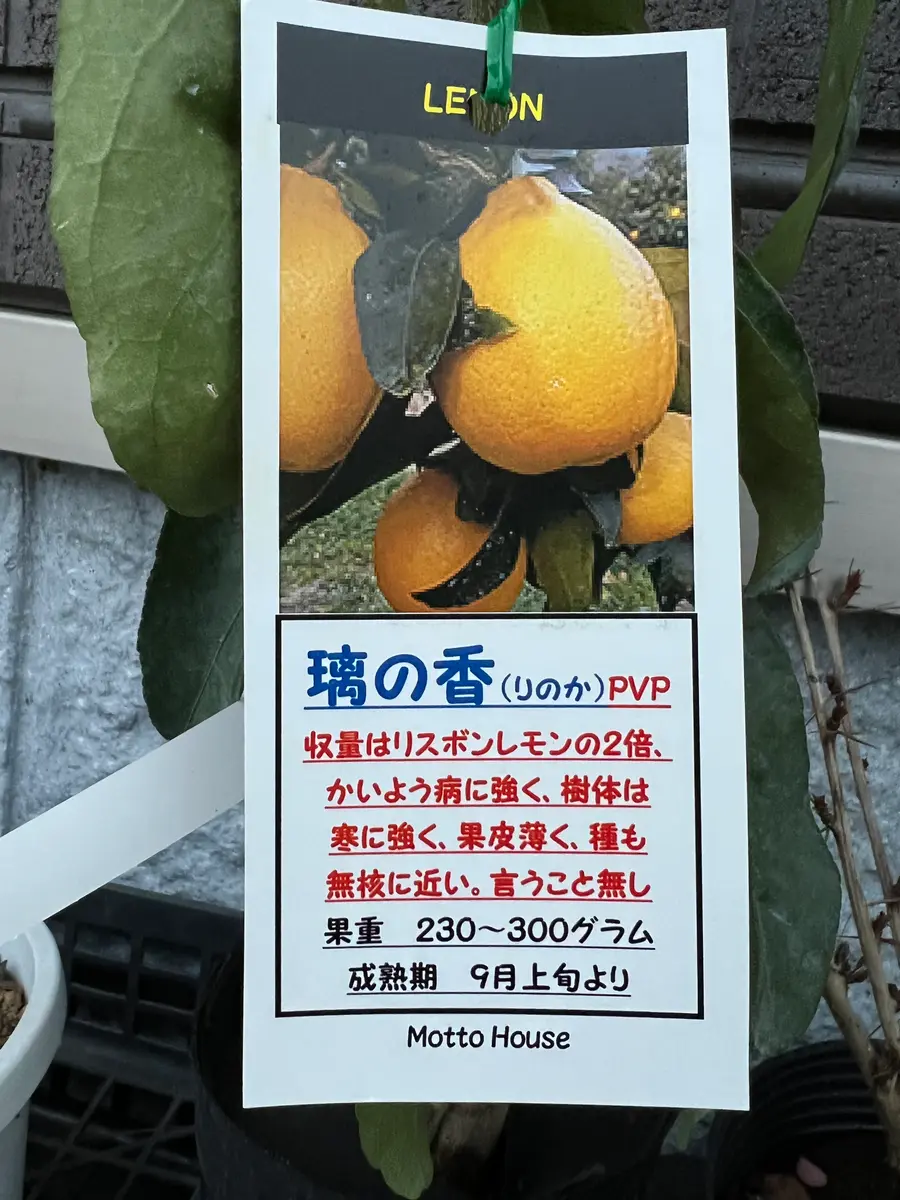 レモン苗木(瑠の香)　② 楽天市場】レモンの木 【璃の香 (りのか)】 2年生接木苗 登録
