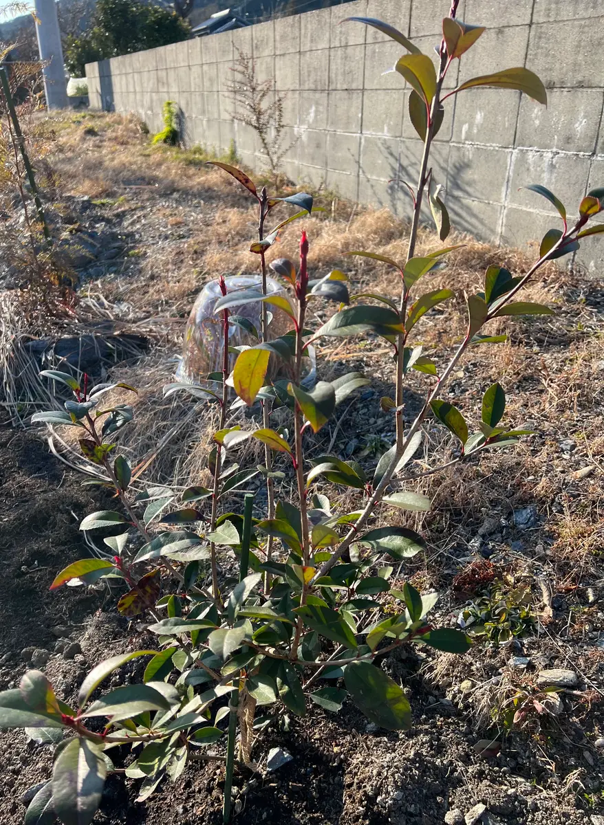 ☆6本まとめ売り☆ アカメ　レッドロビン　目隠し　植木　庭木　ガーデニング ☆6本まとめ売り☆ アカメ レッドロビン 目隠し 植木 庭木