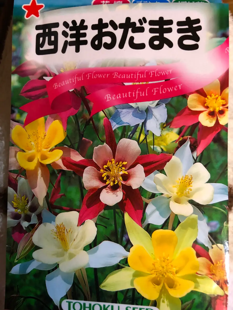 西洋オダマキ　ミニミニ苗　こちらで選んで順次発送 西洋オダマキ ミニミニ苗 こちらで選んで順次発送 オダマキ（西洋