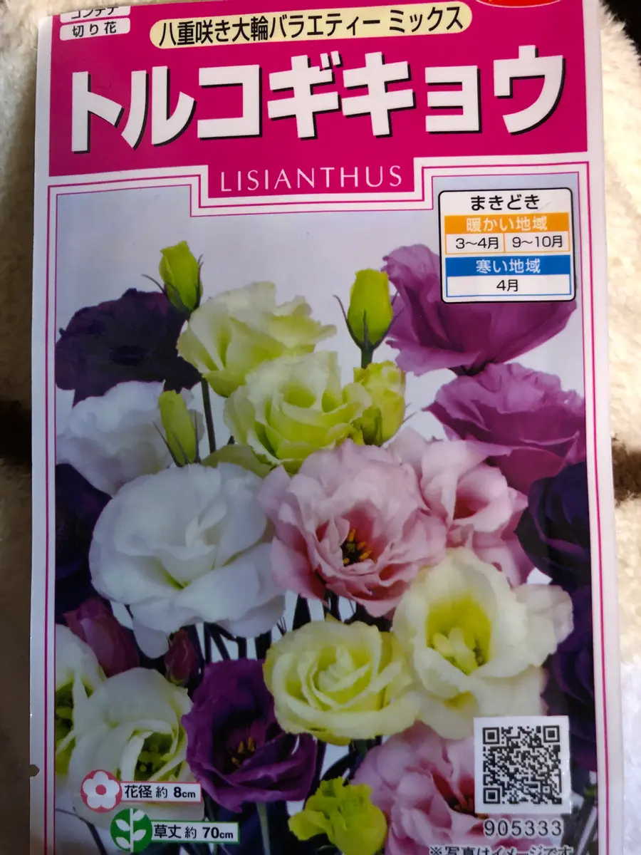 ちえさんトルコキキョウ　トルコギキョウ苗　ソーダ取り置き ちえさんトルコキキョウ トルコギキョウ苗 ソーダ取り置き