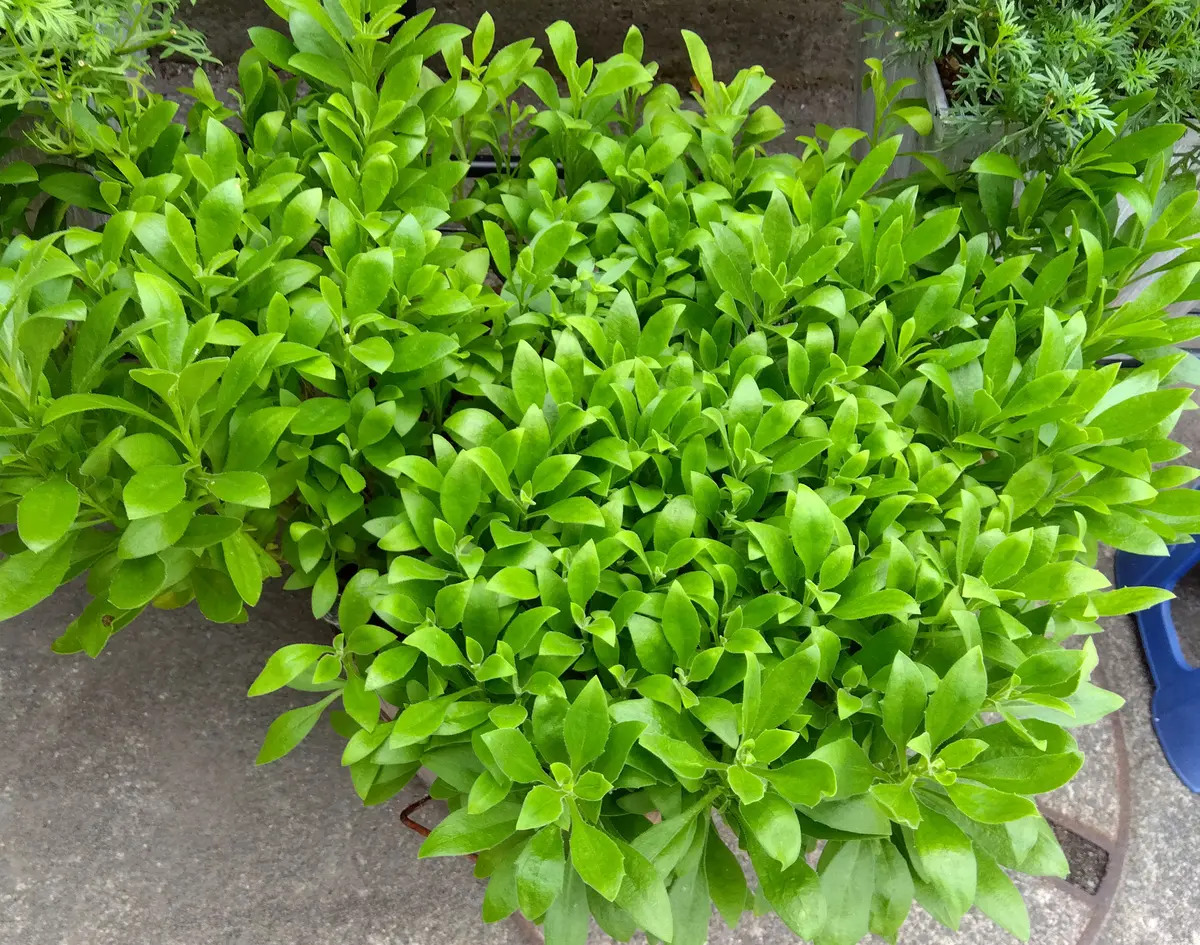 2022オステオスペルマムf1アキラサンセットシェード｜そだレポ（栽培