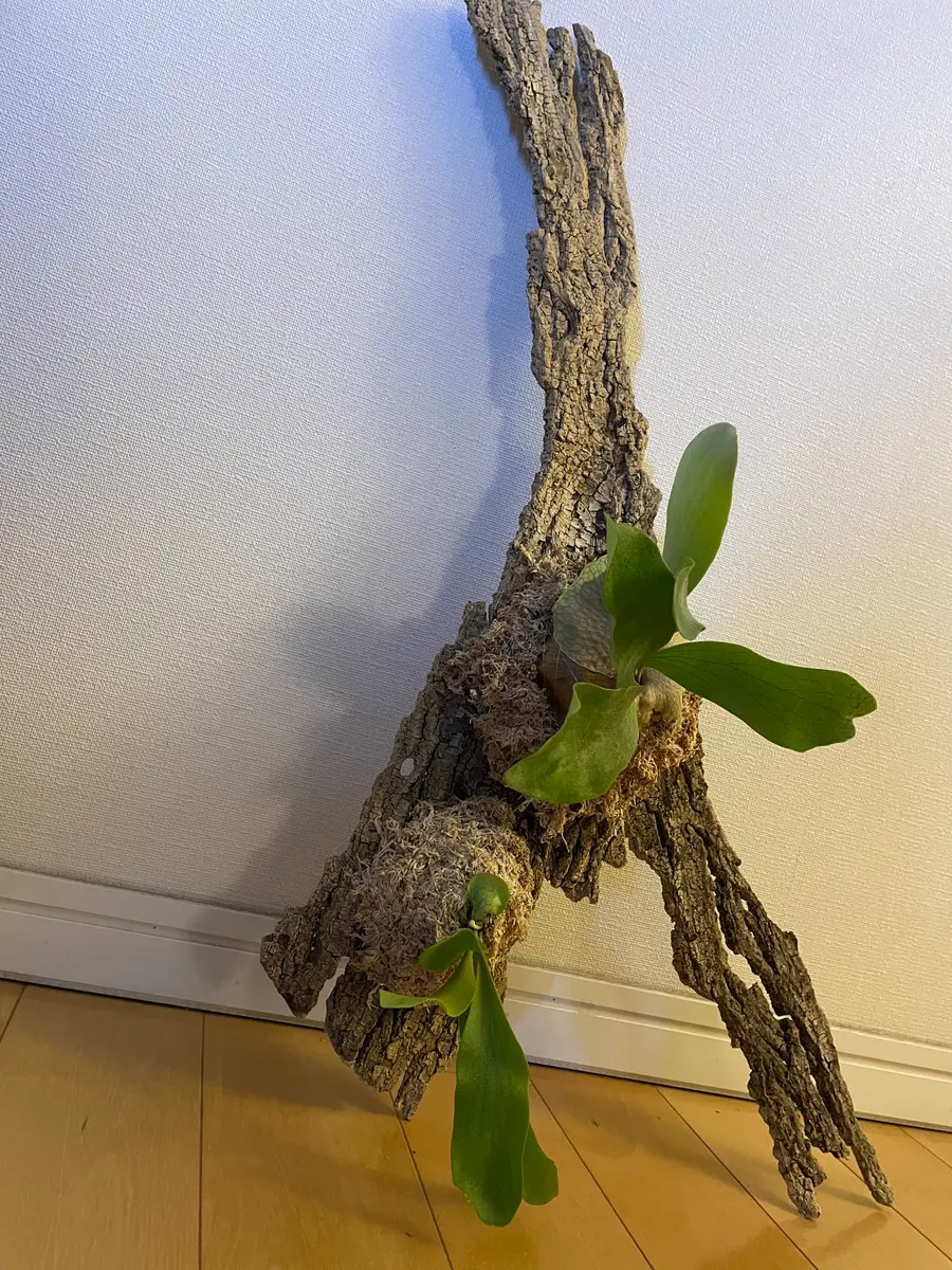 ビカクシダ着生に挑戦！｜そだレポ（栽培レポート）byあるある