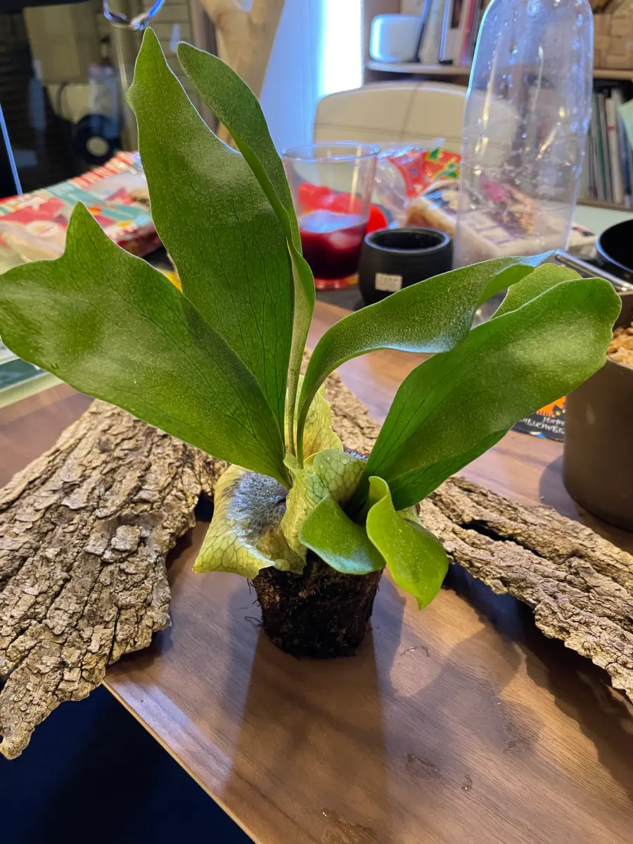 ビカクシダ着生に挑戦！｜そだレポ（栽培レポート）byあるある