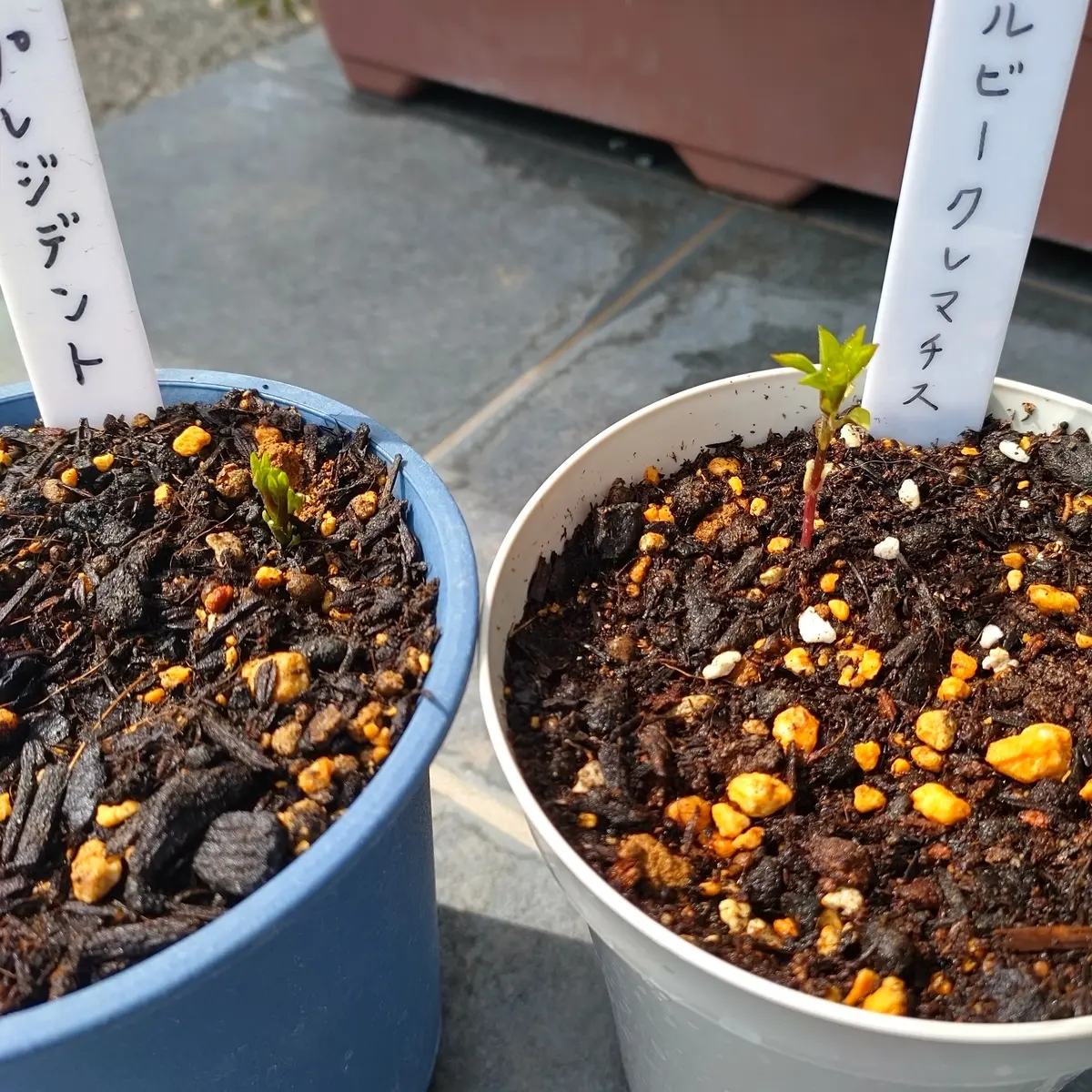 素掘り苗の「ルビークレマチス」を育てる｜そだレポ（栽培レポート）by