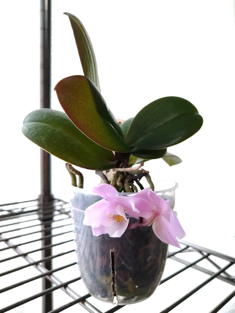 胡蝶蘭サクランの高芽・脇芽の株分けの覚書｜そだレポ（栽培レポート