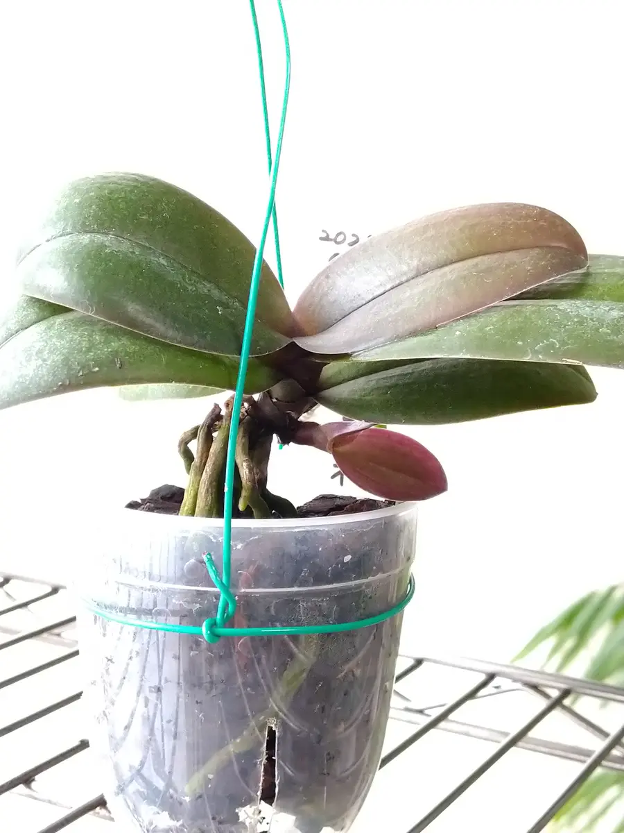 胡蝶蘭サクランの高芽・脇芽の株分けの覚書｜そだレポ（栽培レポート