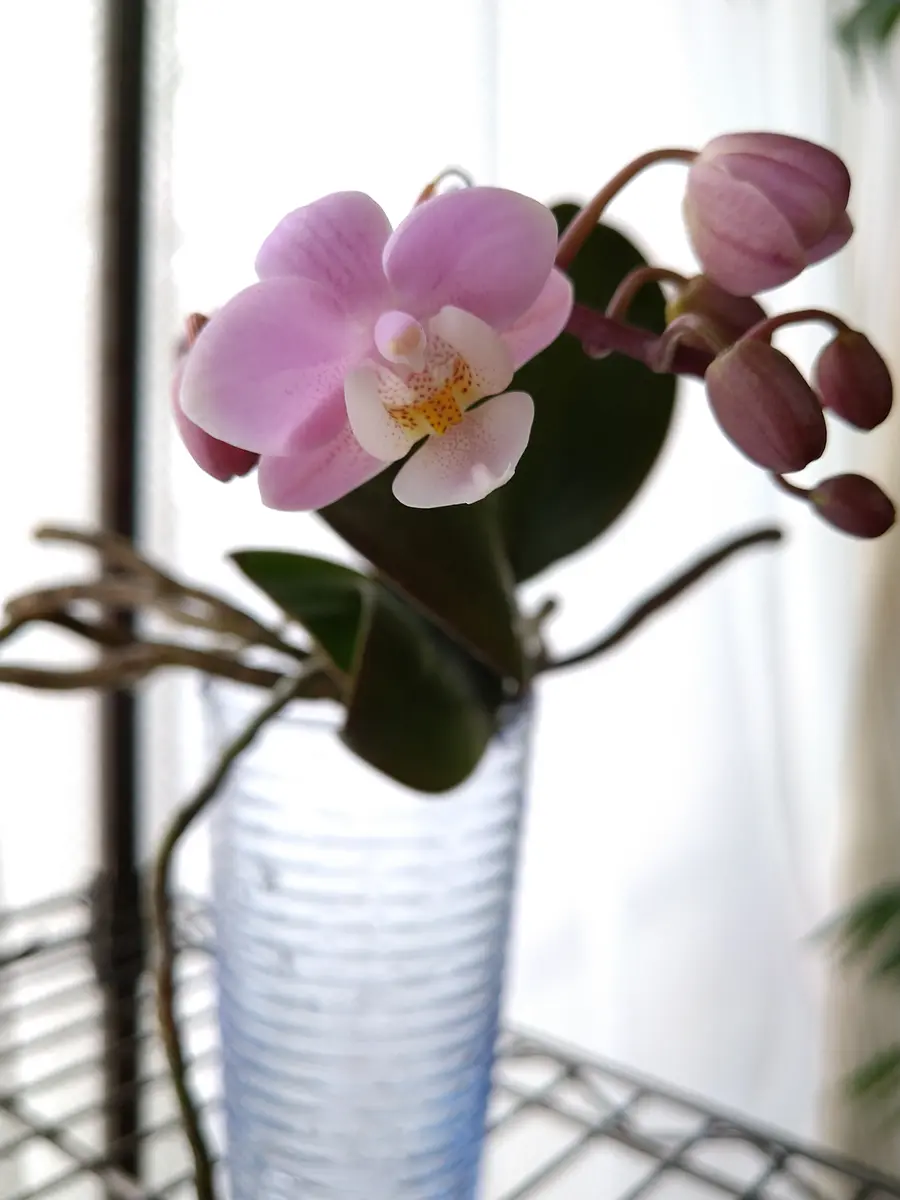 胡蝶蘭サクランの高芽・脇芽の株分けの覚書｜そだレポ（栽培レポート