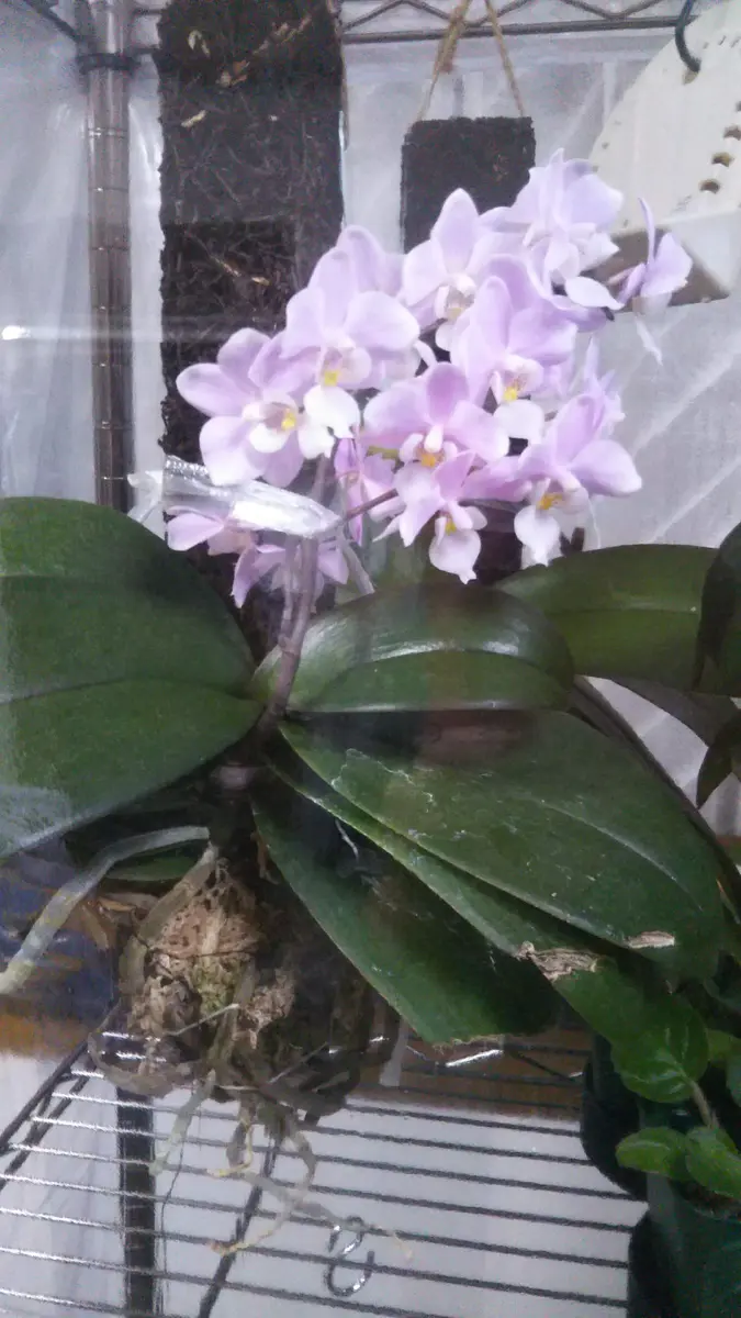 胡蝶蘭サクランの高芽・脇芽の株分けの覚書｜そだレポ（栽培レポート