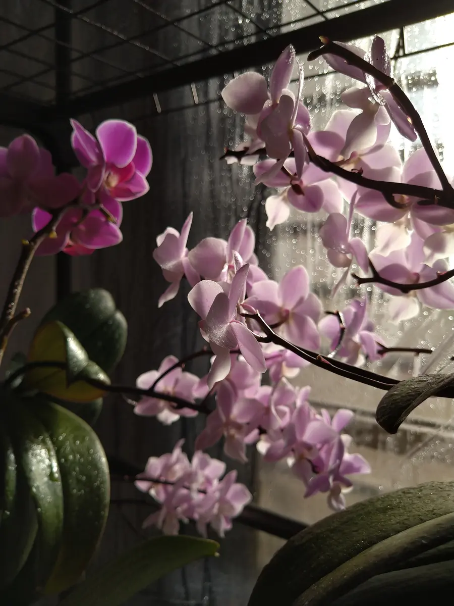 胡蝶蘭 シルク　全開花　花芽脇芽あり　在庫複数　コメントくださいませ 胡蝶蘭サクランの高芽・脇芽の株分けの覚書｜そだレポ（栽培レポート