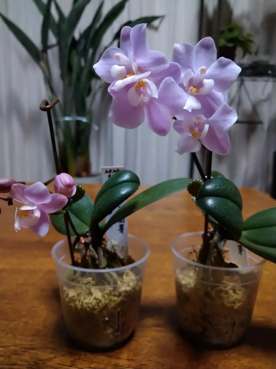 高芽株も2つとも開花「胡蝶蘭サクランの高芽・脇芽の株分けの覚書
