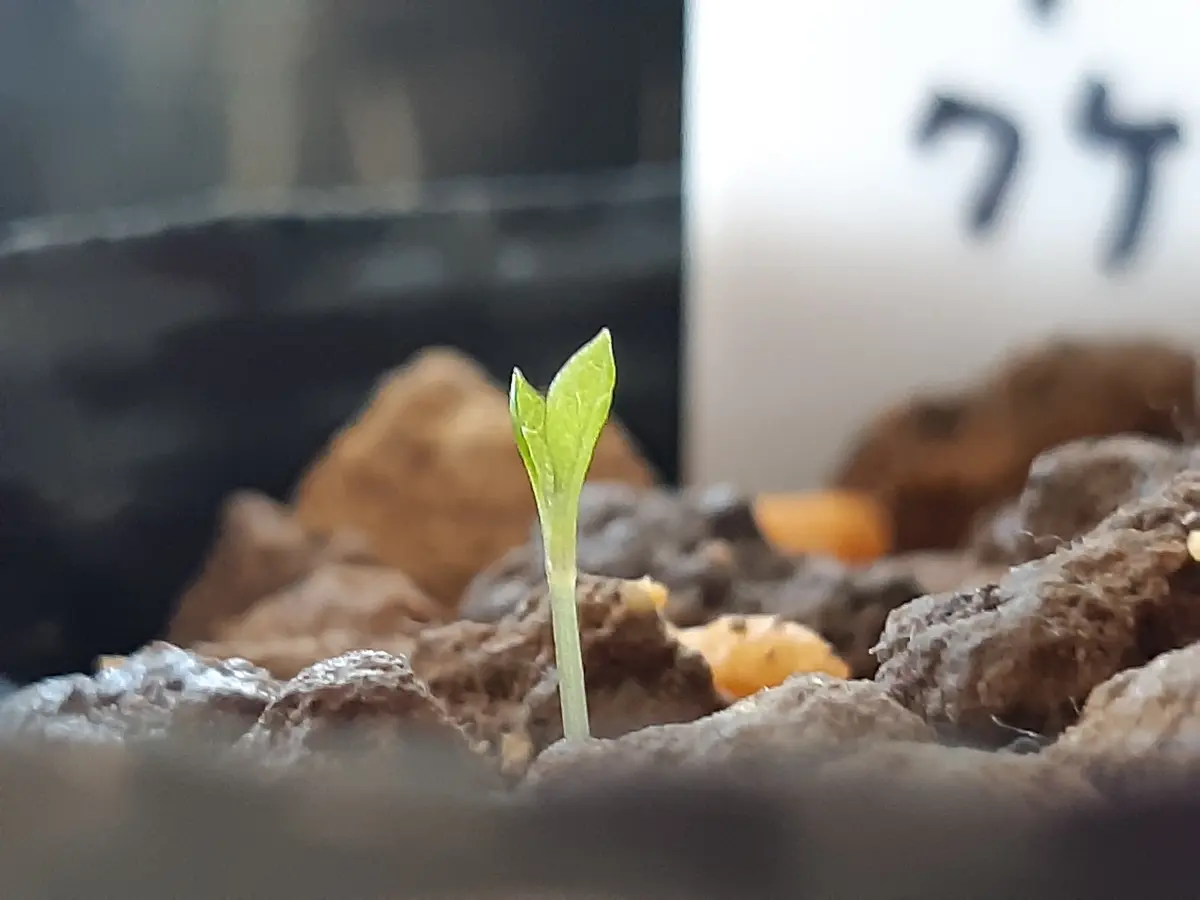 壺型種まきの発芽発根苗の一覧表｜Organicsnmore.com
