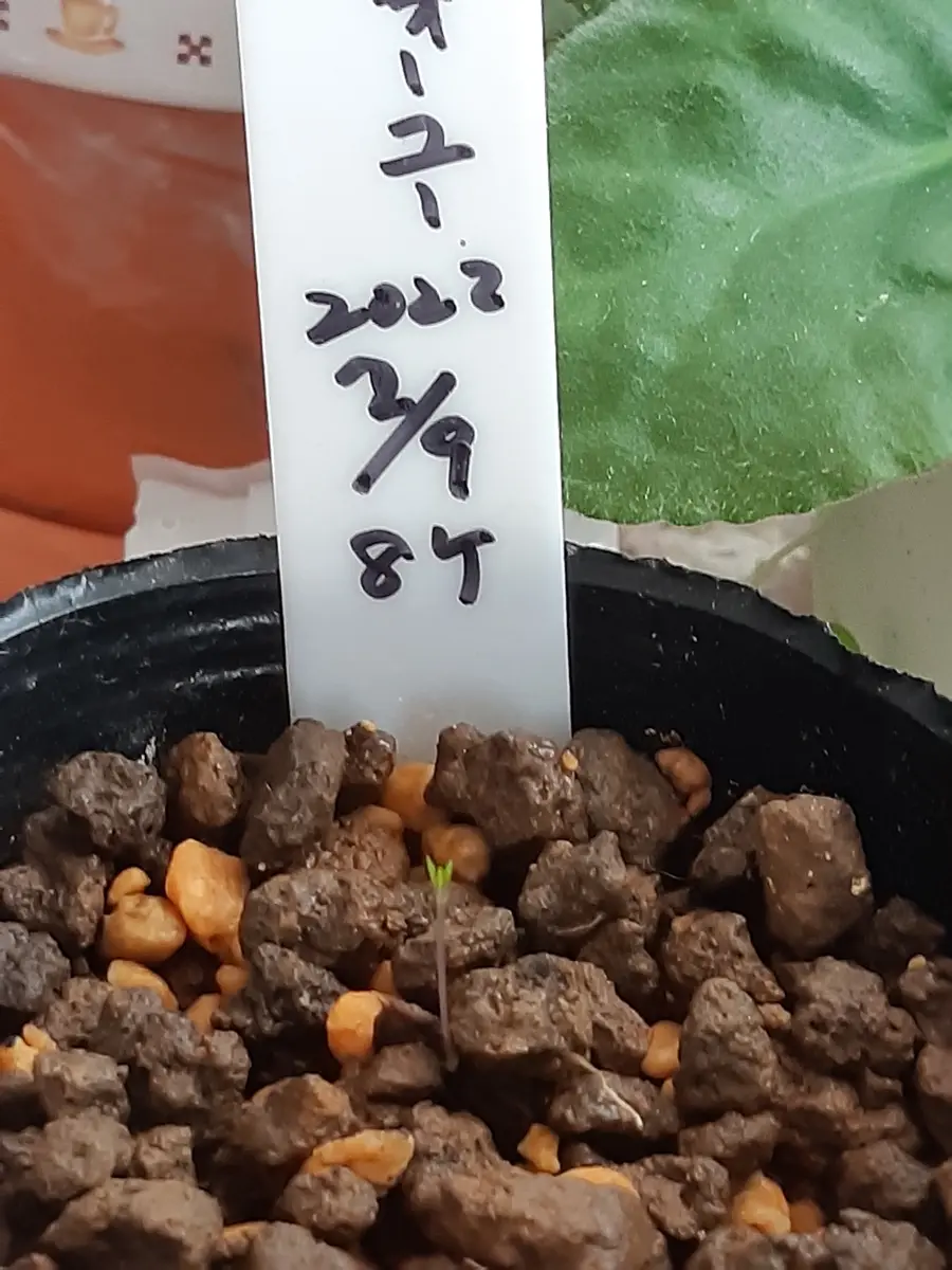 11月13日 8個種まきポットも発芽｜壺型クレマチスが咲くまで