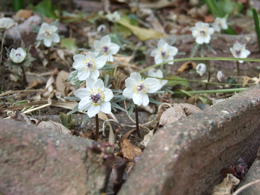 球根を地植えにして放置したまま長年咲かせ続ける｜セツブンソウのそだ