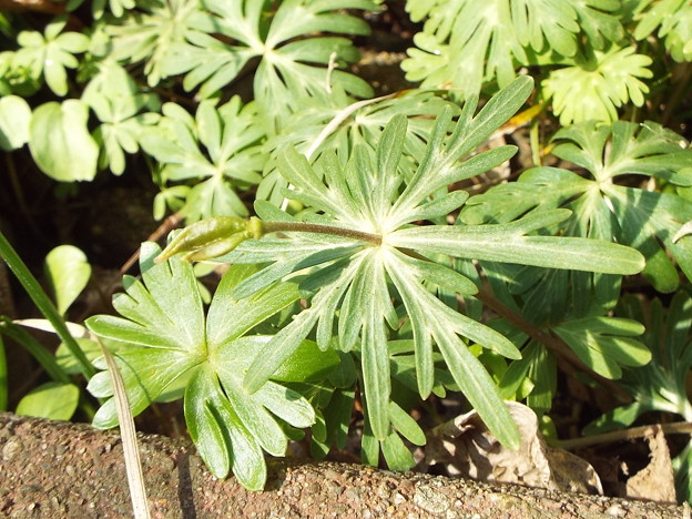 セツブンソウ種1｜球根を地植えにして放置したまま長年咲かせ続ける