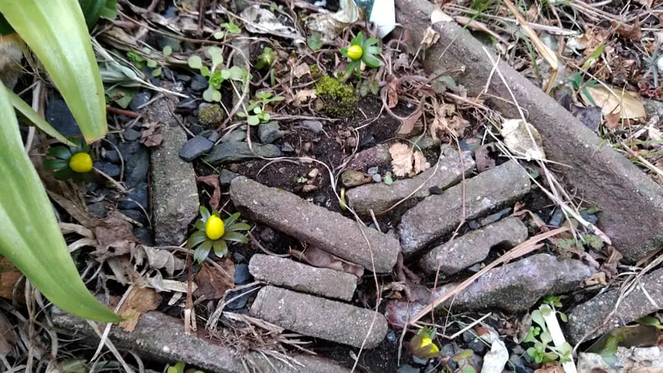 球根を地植えにして放置したまま長年咲かせ続ける｜そだレポ（栽培