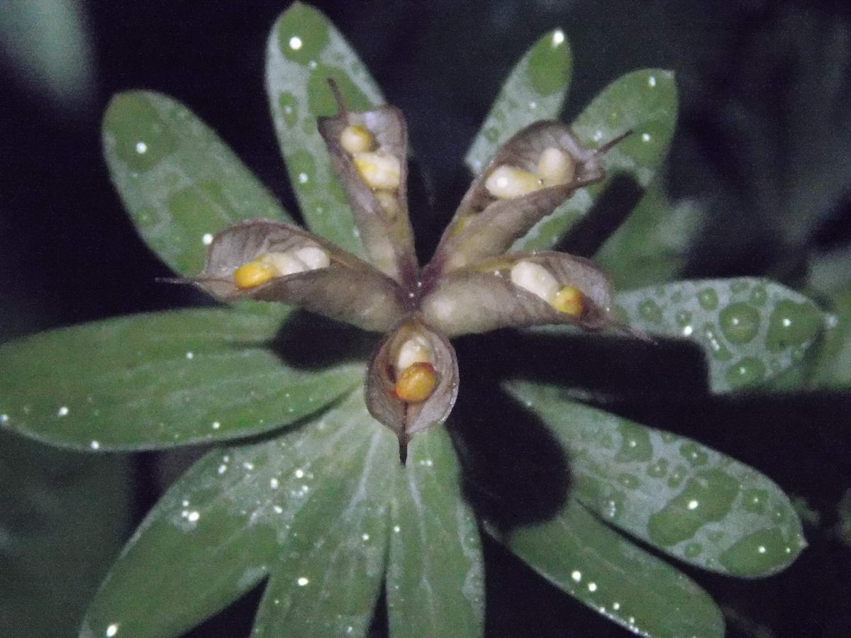 球根を地植えにして放置したまま長年咲かせ続ける｜セツブンソウのそだ