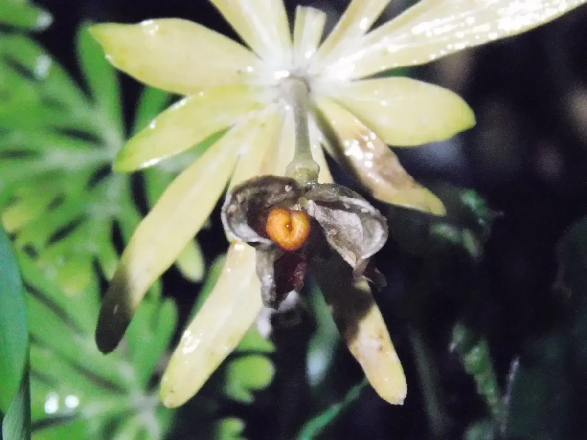 球根を地植えにして放置したまま長年咲かせ続ける｜そだレポ（栽培
