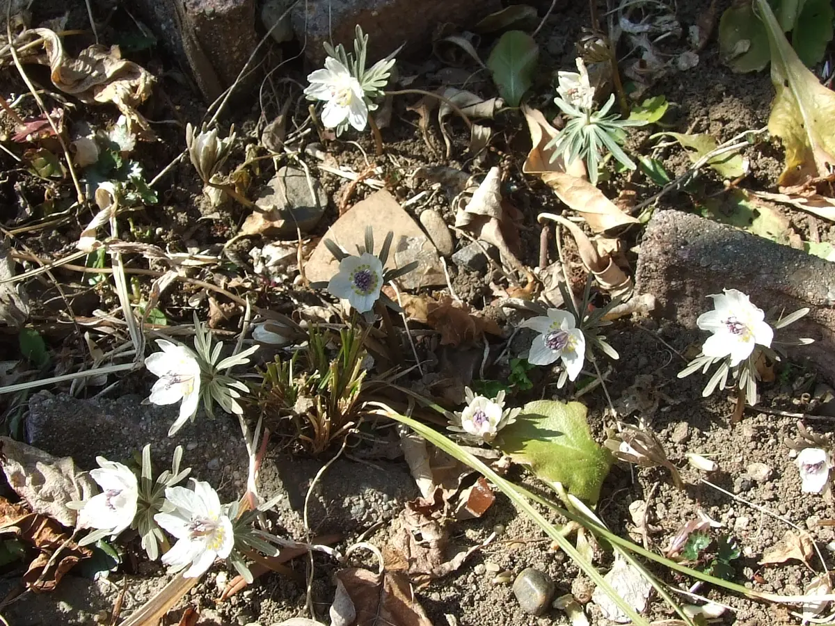 球根を地植えにして放置したまま長年咲かせ続ける｜そだレポ（栽培