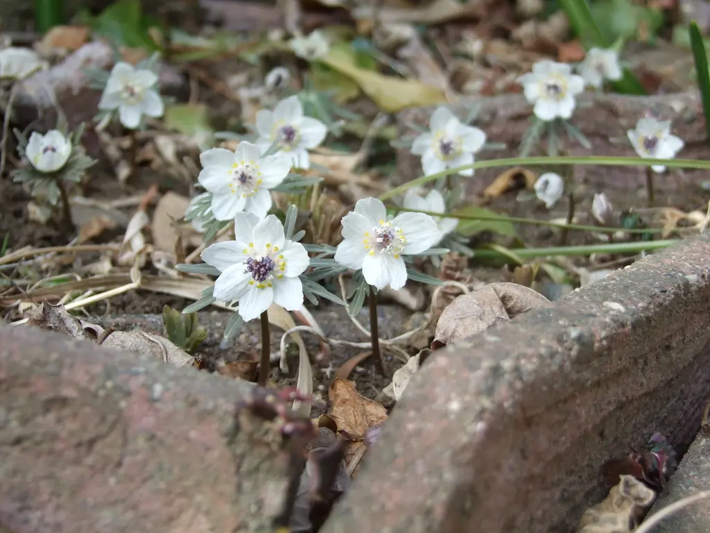 球根を地植えにして放置したまま長年咲かせ続ける｜そだレポ（栽培