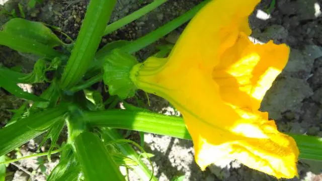 リスナー　スイセン　黄・白　畑・野菜　おまとめ リスナー スイセン 黄・白 畑・野菜 おまとめ リスナー スイセン