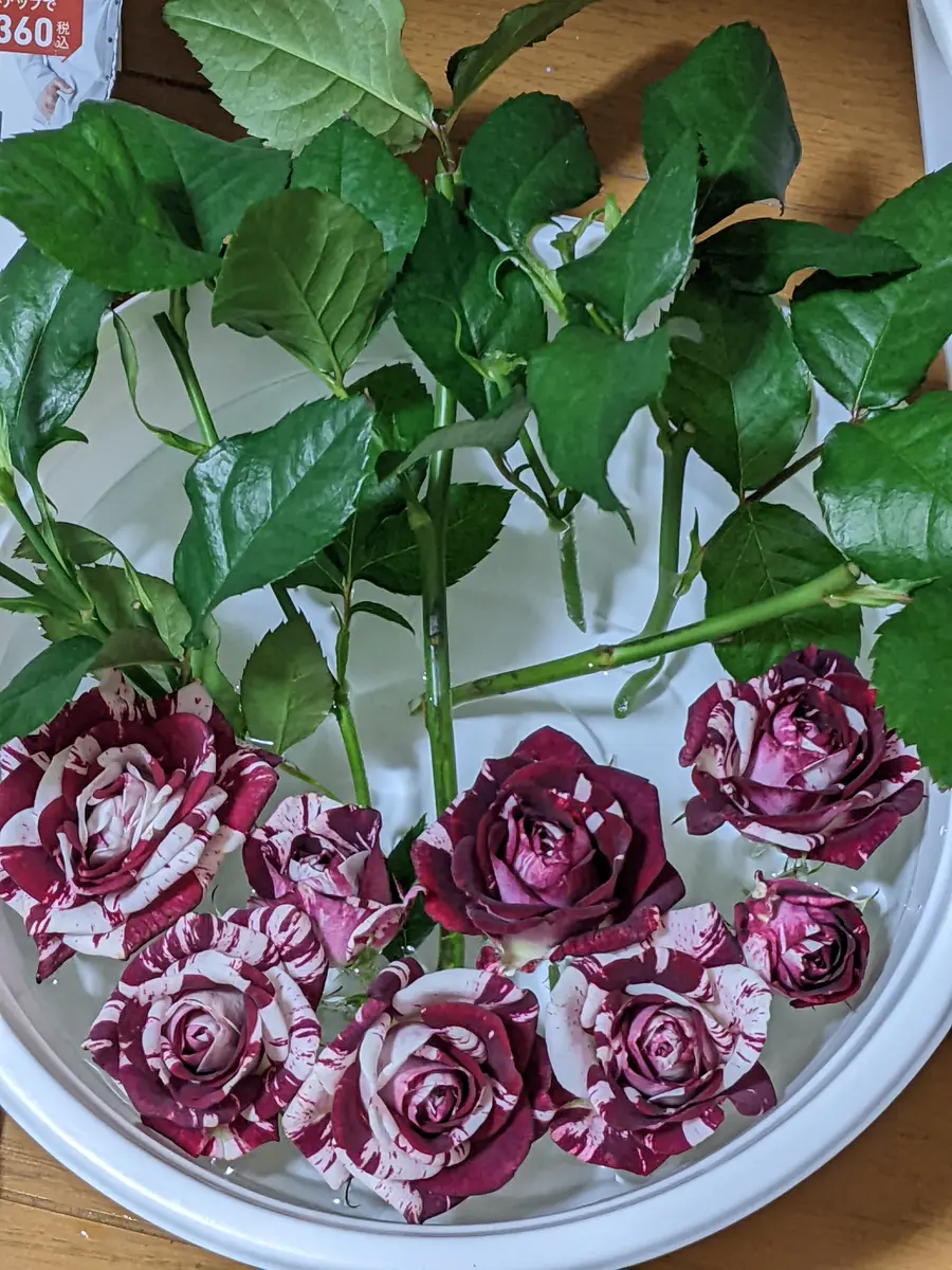 薔薇苗　希少　❤️紅白の絞り❤️ かＯＲＩ　　① 薔薇苗 希少 ❤️紅白の絞り❤️ かORI ①