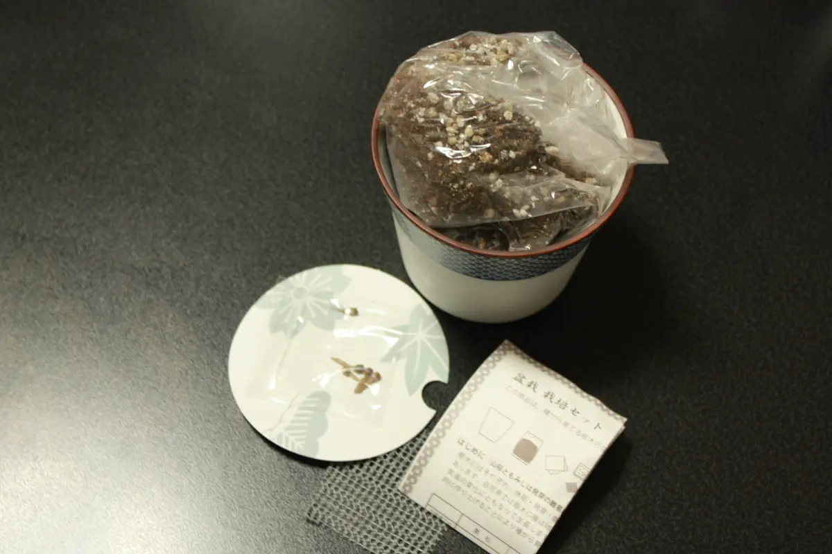 自家製 2年生，もみじ まとめて4鉢 カエデの盆栽セット（陶器鉢付き